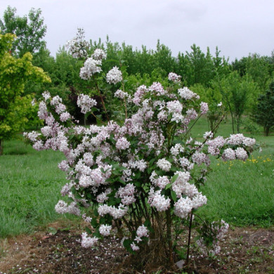 Deutzia x hybrida 'Mont Rose'