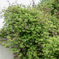 Akebia quinata