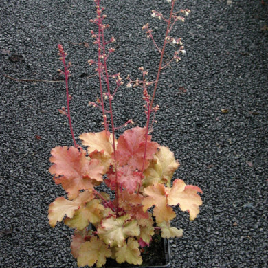 Heuchera 'Amber waves'®