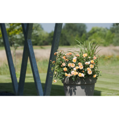 Rosier paysager DECOROSIERS® Calizia®