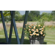 Rosier paysager DECOROSIERS® Calizia®