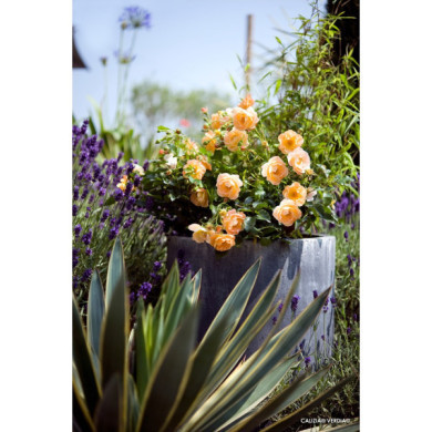 Rosier paysager DECOROSIERS® Calizia®