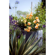 Rosier paysager DECOROSIERS® Calizia®