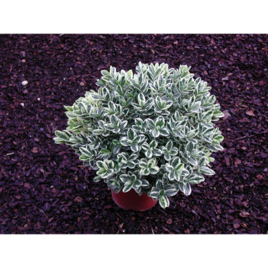 Véroniques panachées