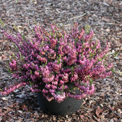 Erica carnea 'Loughrigg'