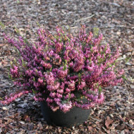 Erica carnea 'Loughrigg'