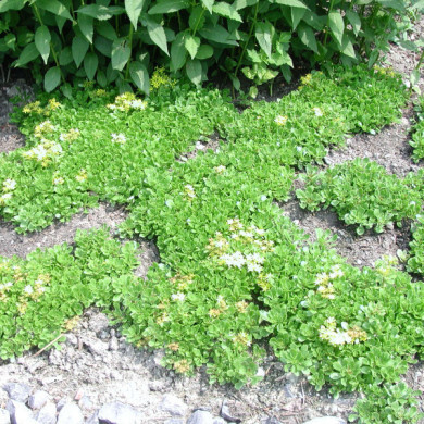 Sedum hybridum 'Immergrunchen'