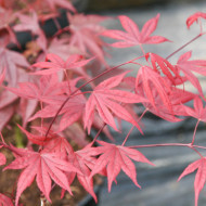 Acer palmatum 'Fireglow'