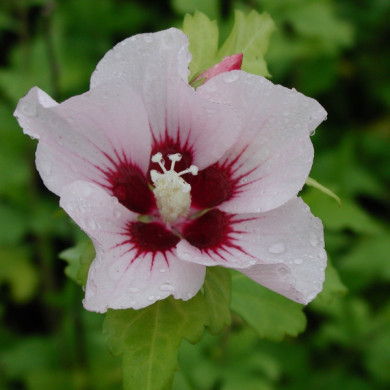 Hibiscus syriacus 'Marina'