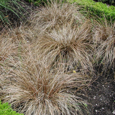 Carex comans 'Bronze Form'