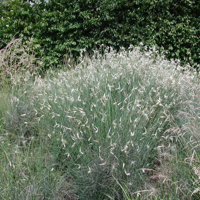 Lygeum spartum