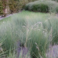 Lygeum spartum