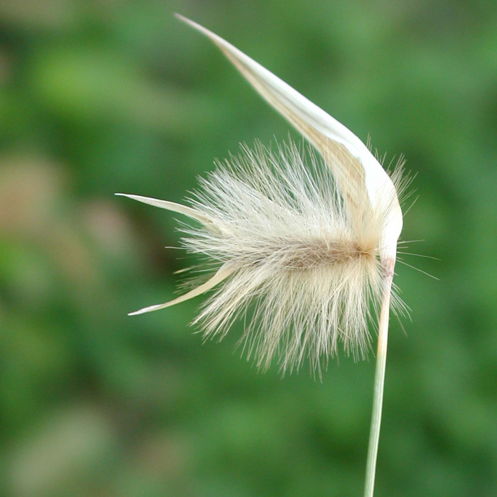 Lygeum spartum