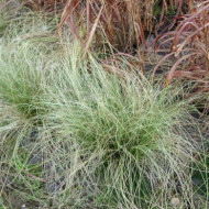 Carex comans 'Frosted Curls'