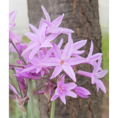 Tulbaghia violacea 'Silver Lace'