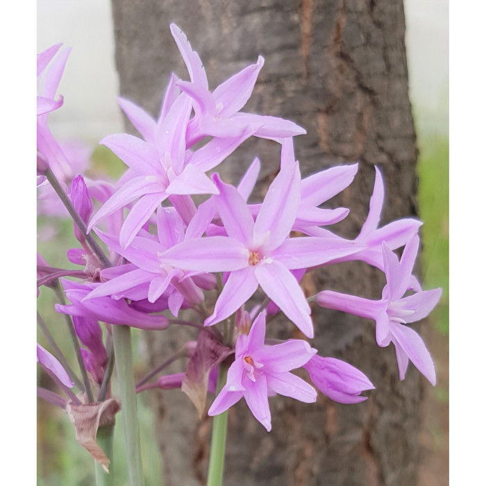 Tulbaghia violacea 'Silver Lace'