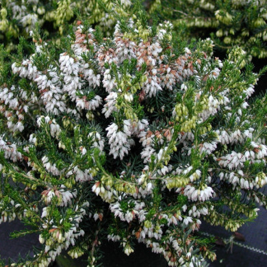Erica carnea 'Weisse Klone'