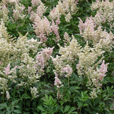 Astilbe 'Peach Blossom'