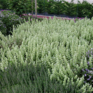 Ballota pseudodictamnus