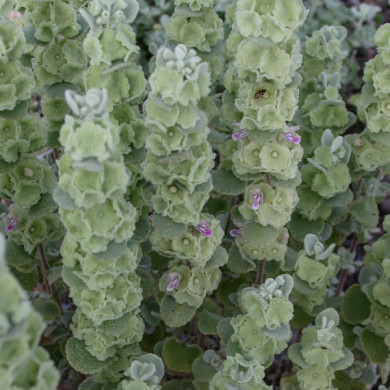 Ballota pseudodictamnus