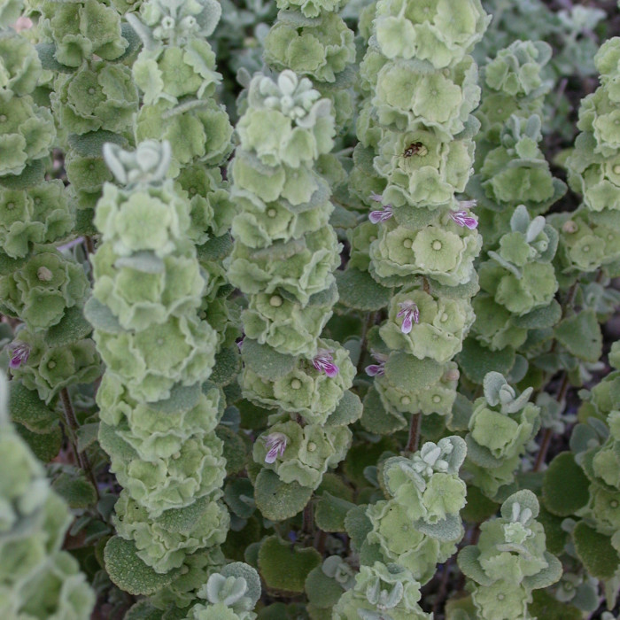 Ballota pseudodictamnus