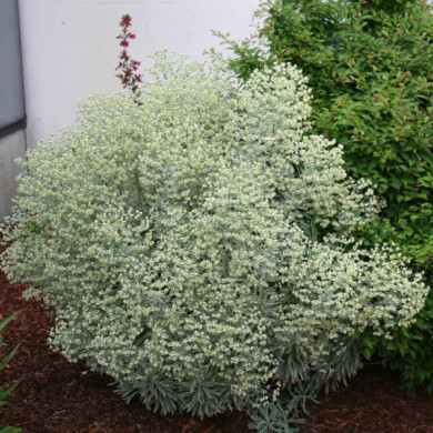 Euphorbia characias Silver Swan'wilcott'
