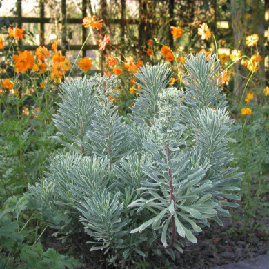 Euphorbia characias Silver Swan'wilcott'