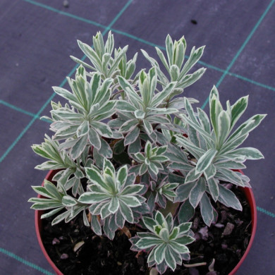 Euphorbia characias Silver Swan'wilcott'