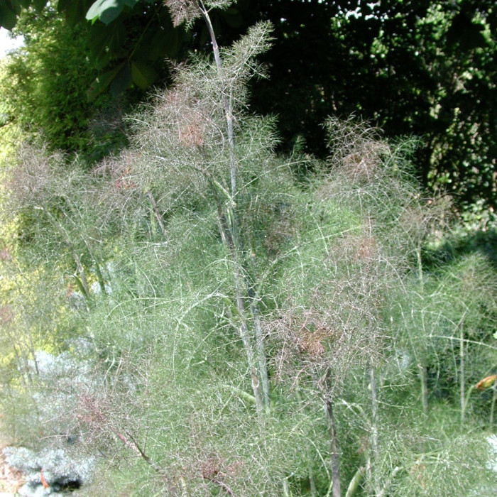 Foeniculum vulgare 'Purpureum'