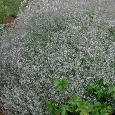 Gypsophila paniculata 'Schneeflocke'