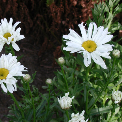Helenium 'Kanaria'