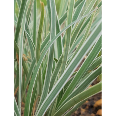 Tulbaghia violacea 'Silver Lace'