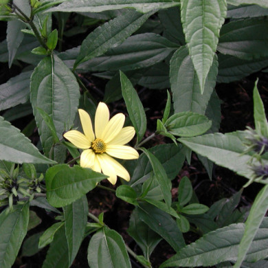 Helianthus 'Lemon Queen'