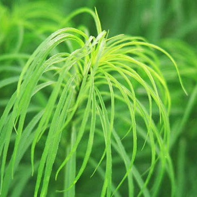 Helianthus salicifolius