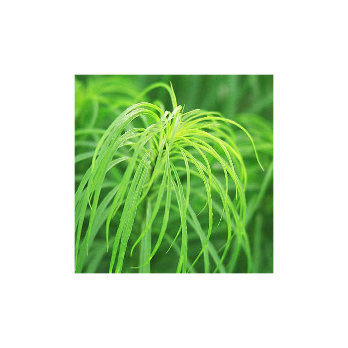 Helianthus salicifolius
