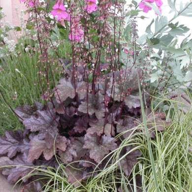Heuchera 'Plum Pudding'®