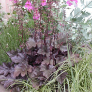 Heuchera 'Plum Pudding'®