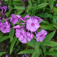Phlox paniculata 'Blue Paradise'