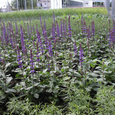 Salvia nemorosa 'Caradonna'