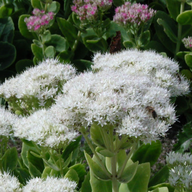 Sedum spectabile 'Iceberg'