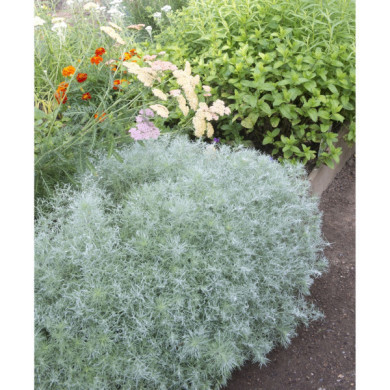 Artemisia schmidtiana 'Nana'