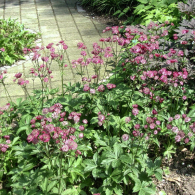 Astrantia major 'Ruby Wedding'