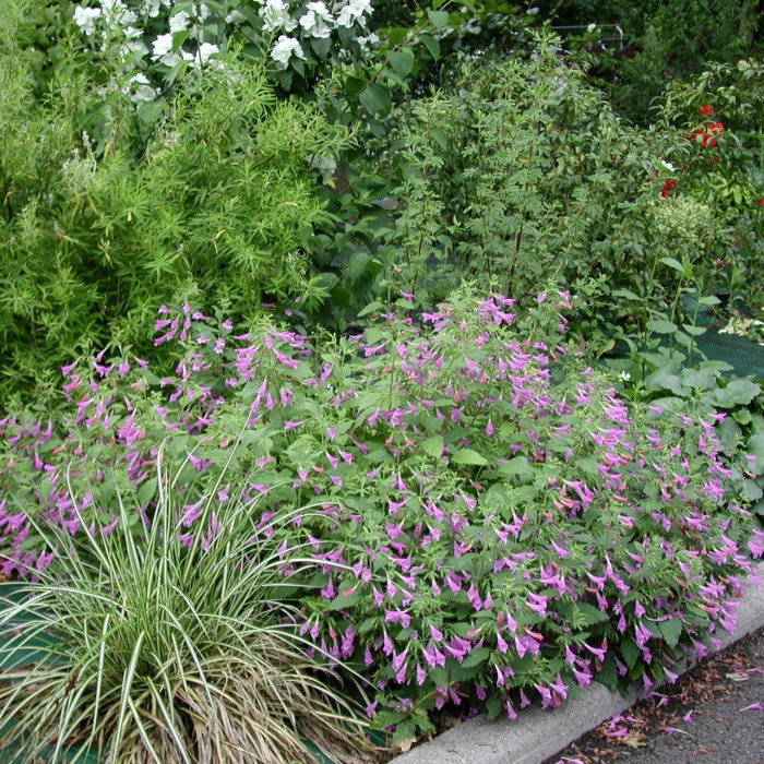 Calamintha grandiflora