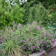 Calamintha grandiflora