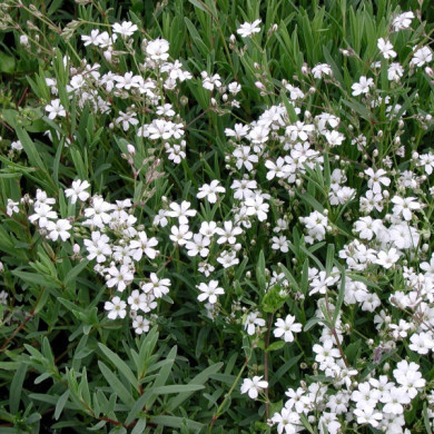 Gypsophila repens