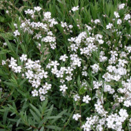 Gypsophila repens