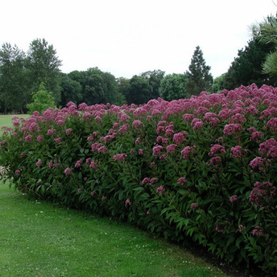 Eupatorium purpureum