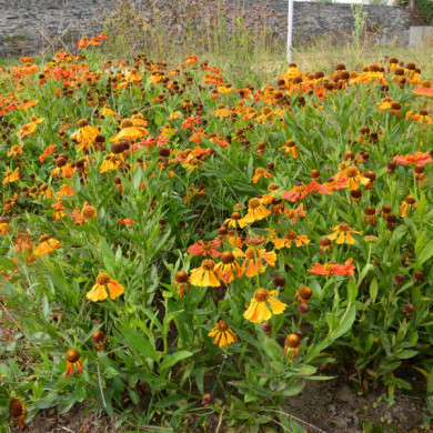 Helenium 'Waltraut'