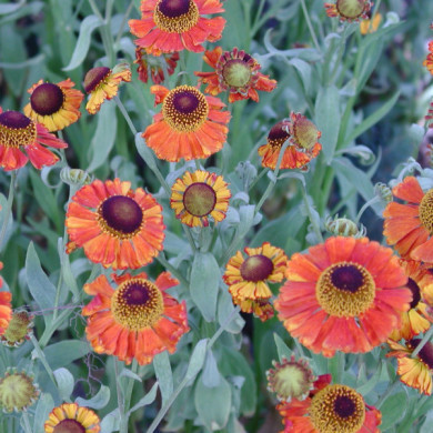 Helenium 'Waltraut'