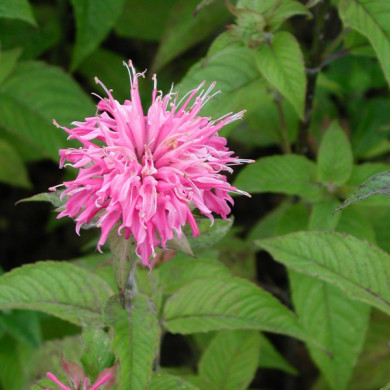 Monarda 'Croftway Pink'